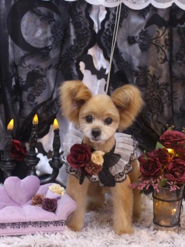 20231020クッキーくん